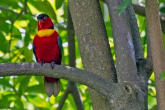 Yellow-bibbed Lory [Lorius chlorocercus] 