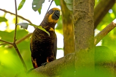 Brown Lory [Chalcopsitta duivenbodei] 