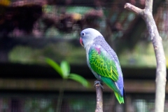 Blue-rumped Parrot [Psittinus cyanurus cyanurus]