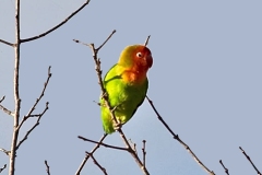 Lilian's Lovebird [Agapornis lilianae]