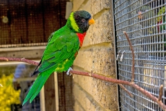 Sunset Lorikeet [Trichoglossus forstenii] 