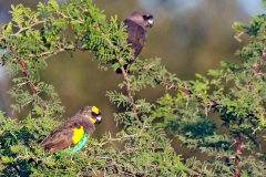 Meyer's Parrot [Poicephalus meyeri damarensis]
