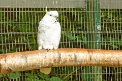 Yellow-crested Cockatoo [Cacatua sulphurea] 