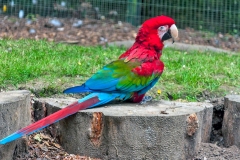 Red-and-green Macaw [Ara chloropterus] 