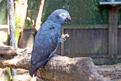Timneh Parrot [Psittacus timneh timneh] 
