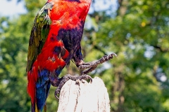 Black-capped Lory [Lorius lory erythrothorax] 