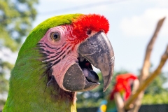 Military Macaw [Ara militaris] 