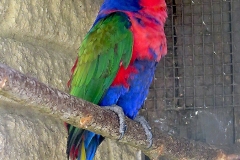 Black-capped Lory [Lorius lory] 