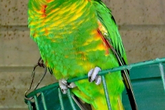 Scaly-breasted Lorikeet [Trichoglossus chlorolepidotus] 