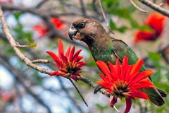 Brown-headed Parrot [Poicephalus cryptoxanthus cryptoxanthus]