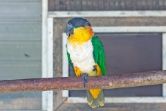 Black-headed Parrot [Pionites melanocephalus] 