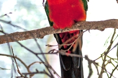 Australian King Parrot [Alisterus scapularis]