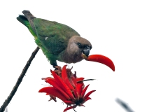 Brown-headed Parrot [Poicephalus cryptoxanthus cryptoxanthus]