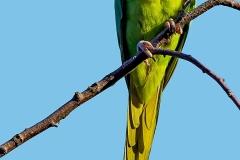 Rose-ringed Parakeet [Psittacula krameri manillensis]