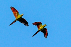 Chestnut-fronted Macaw [Ara severus] 