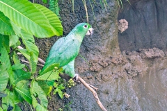 Mealy Amazon [Amazona farinosa farinosa] 
