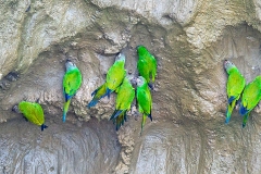 Dusky-headed Parakeet [Aratinga weddellii] 