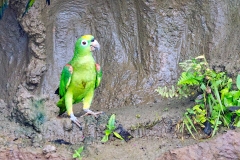 Yellow-crowned Amazon [Amazona ochrocephala nattereri] 