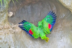 Yellow-crowned Amazon [Amazona ochrocephala nattereri] 