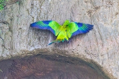 Yellow-crowned Amazon [Amazona ochrocephala nattereri] 