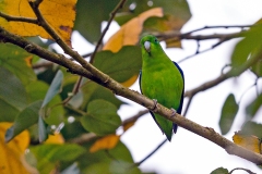 Cobalt-rumped Parrotlet [Forpus xanthopterygius xanthopterygius] 