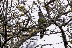 Scaly-headed Parrot [Pionus maximiliani melanoblepharus] 