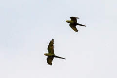 Red-bellied Macaw [Orthopsittaca manilatus] 
