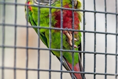 White-eared Parakeet [Pyrrhura leucotis] 