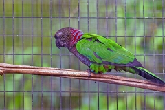 Red-fan Parrot [Deroptyus accipitrinus] 