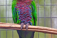 Red-fan Parrot [Deroptyus accipitrinus] 