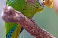 Vinaceous-breasted Amazon [Amazona vinacea] 