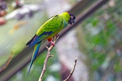Nanday Parakeet [Aratinga nenday] 