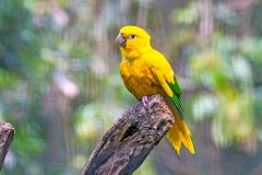 Golden Parakeet [Guaruba guarouba] 