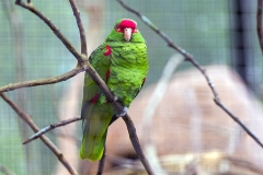Red-spectacled Amazon [Amazona pretrei] 