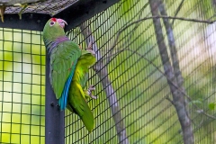 Vinaceous-breasted Amazon [Amazona vinacea] 