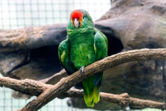 Red-browed Amazon [Amazona rhodocorytha] 