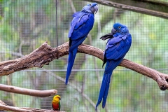 Hyacinth Macaw [Anodorhynchus hyacinthinus] 