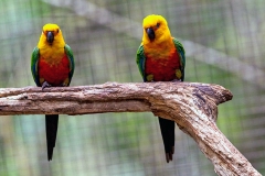 Jandaya Parakeet [Aratinga jandaya] 