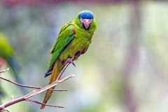 Red-shouldered Macaw [Diopsittaca nobilis nobilis]