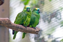 Turquoise-fronted Amazon [Amazona aestiva aestiva] 