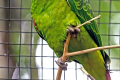 Red-tailed Amazon [Amazona brasiliensis] 
