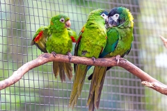 White-eyed Parakeet [Psittacara leucophthalmus]