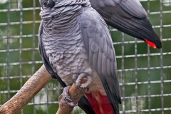 Grey Parrot [Psittacus roseicapilla] 