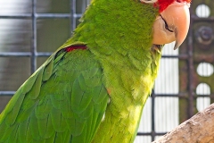 Scarlet-fronted Parakeet [Psittacara wagleri]