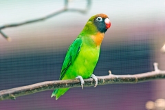 Black-cheeked Lovebird [Agapornis nigrigenis] 