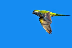 Monk Parakeet [Myiopsitta monachus monachus] 