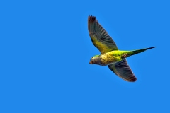 Monk Parakeet [Myiopsitta monachus monachus] 