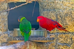 Red Lory [Eos bornea]
