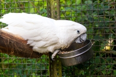 White Cockatoo [Cacatua alba] 