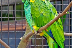 Yellow-shouldered Amazon [Amazona barbadensis] 